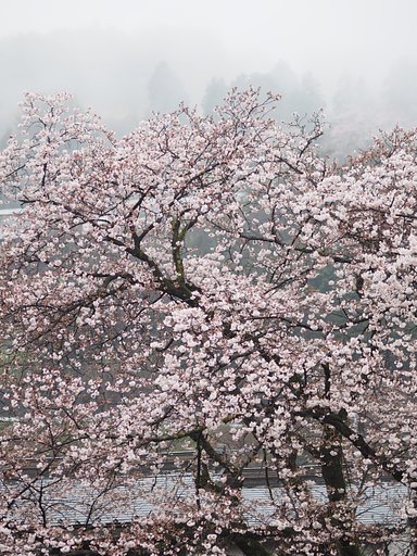 雨に煙る風景ーその１