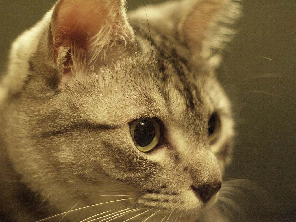 我が家の猫その2^^;