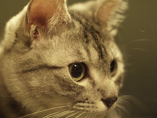 我が家の猫その2^^;