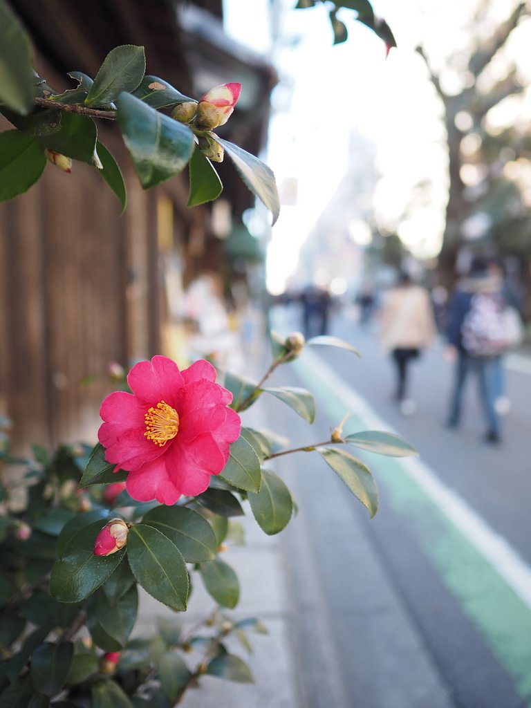 花一輪の暖かさ