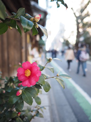 花一輪の暖かさ