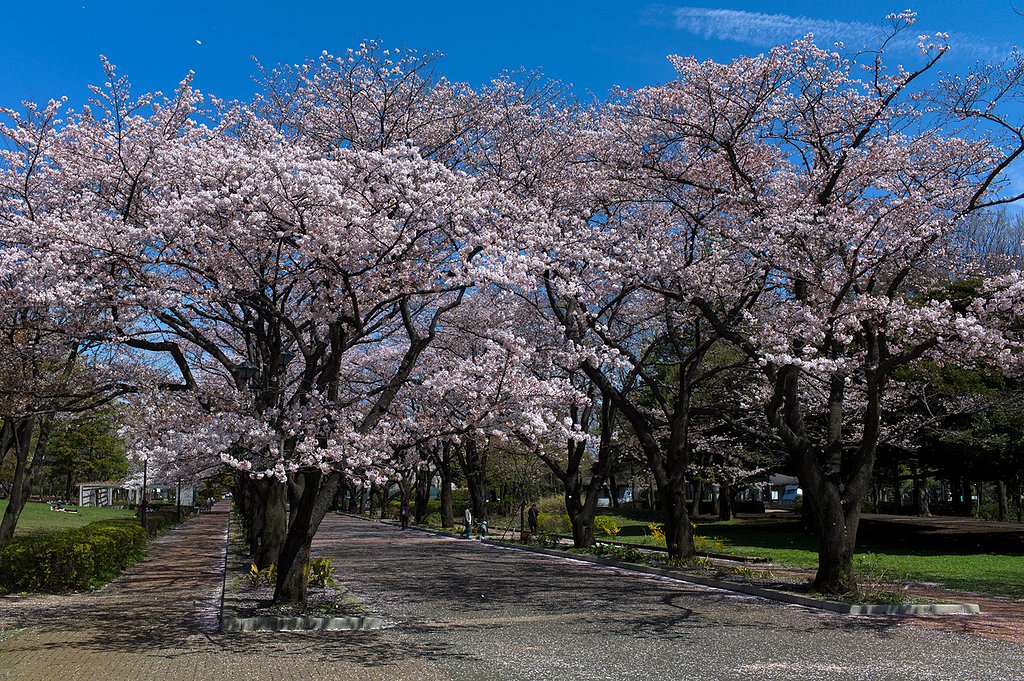 SUMMICRON-M 35mm F2 ASPH