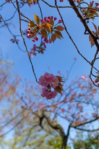 SUMMICRON-M 35mm F2 ASPH