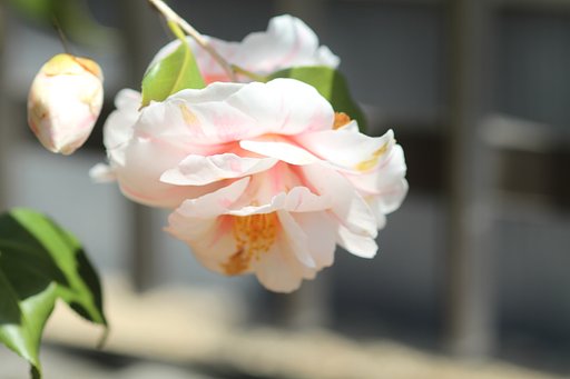 白の椿の花