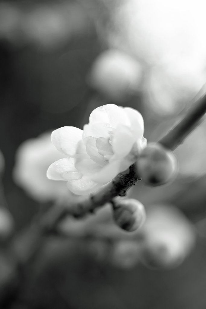 蝋梅