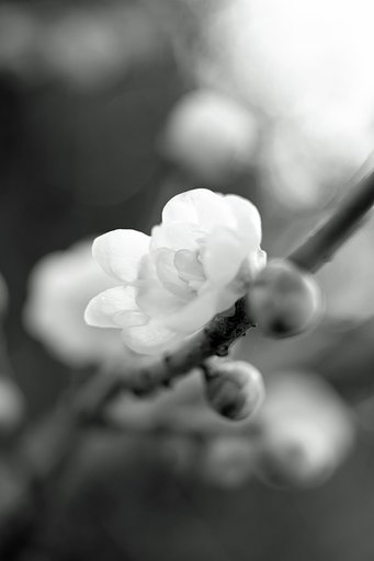 蝋梅