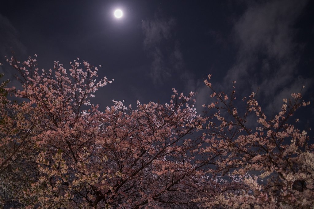 月桜