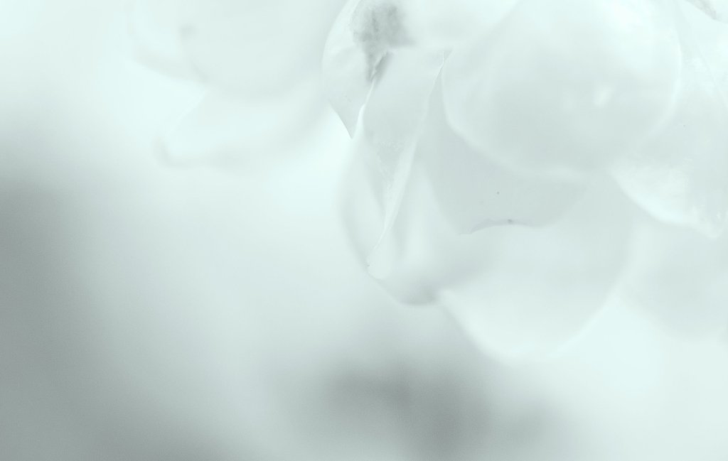 蝋梅