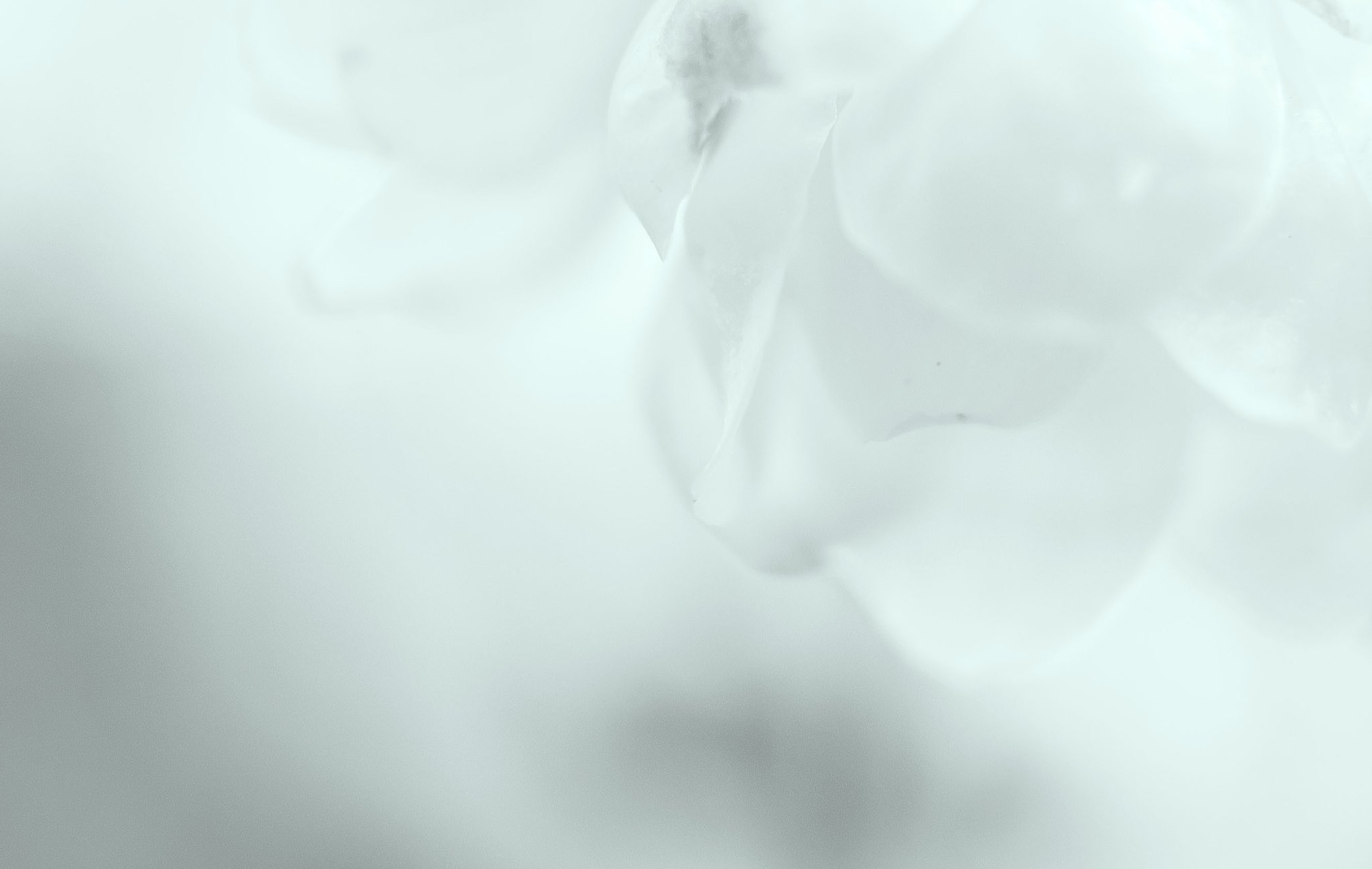 蝋梅