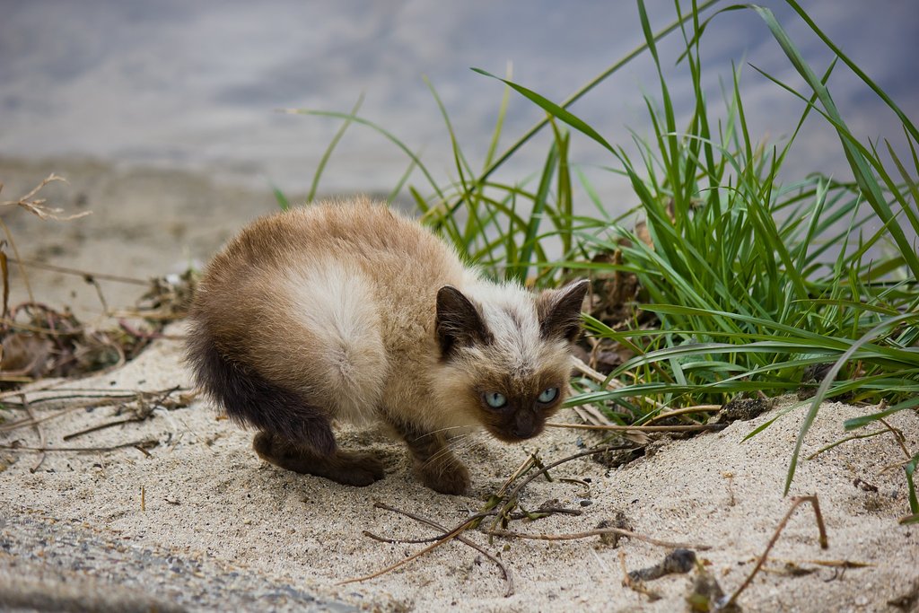 一年前のご近所猫くん