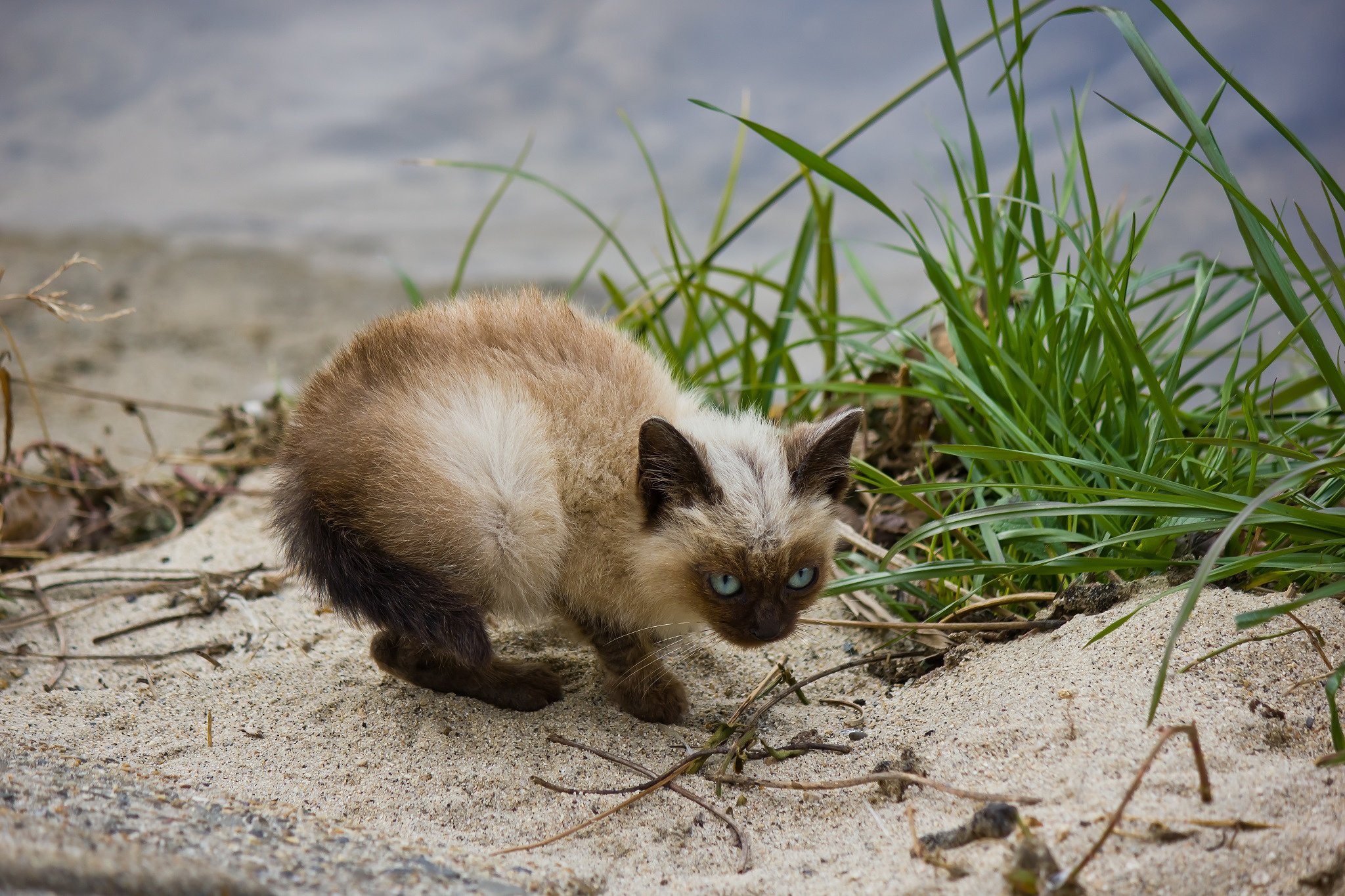 一年前のご近所猫くん