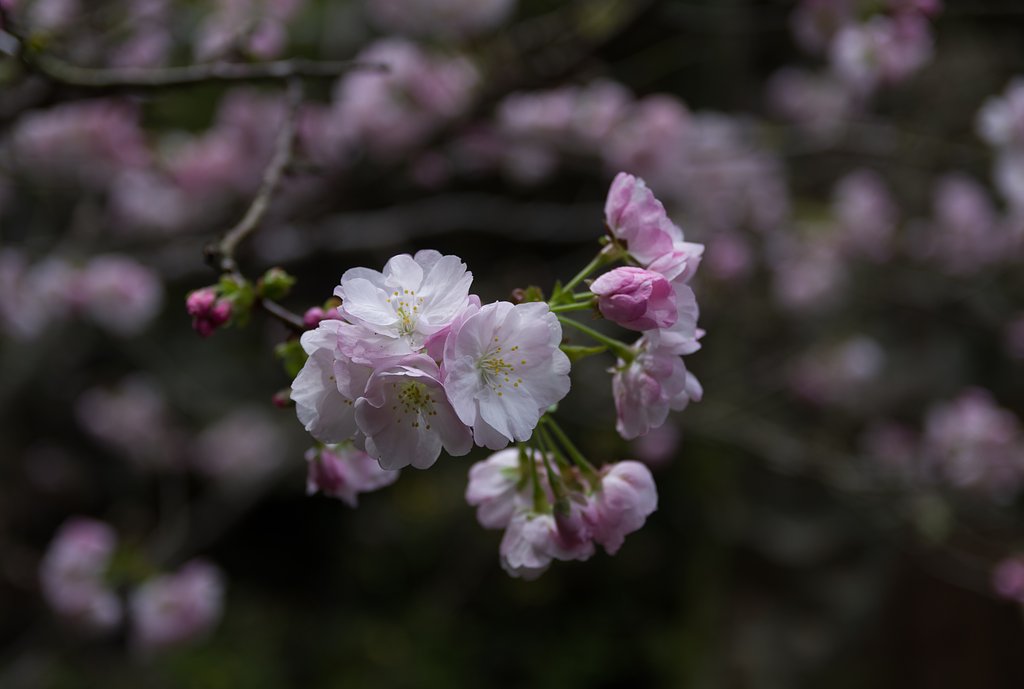 桜の種類