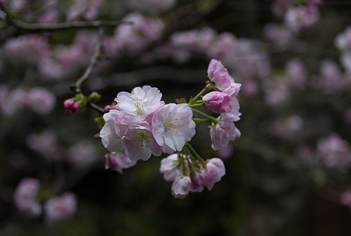 桜の種類