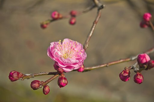 こってり紅梅