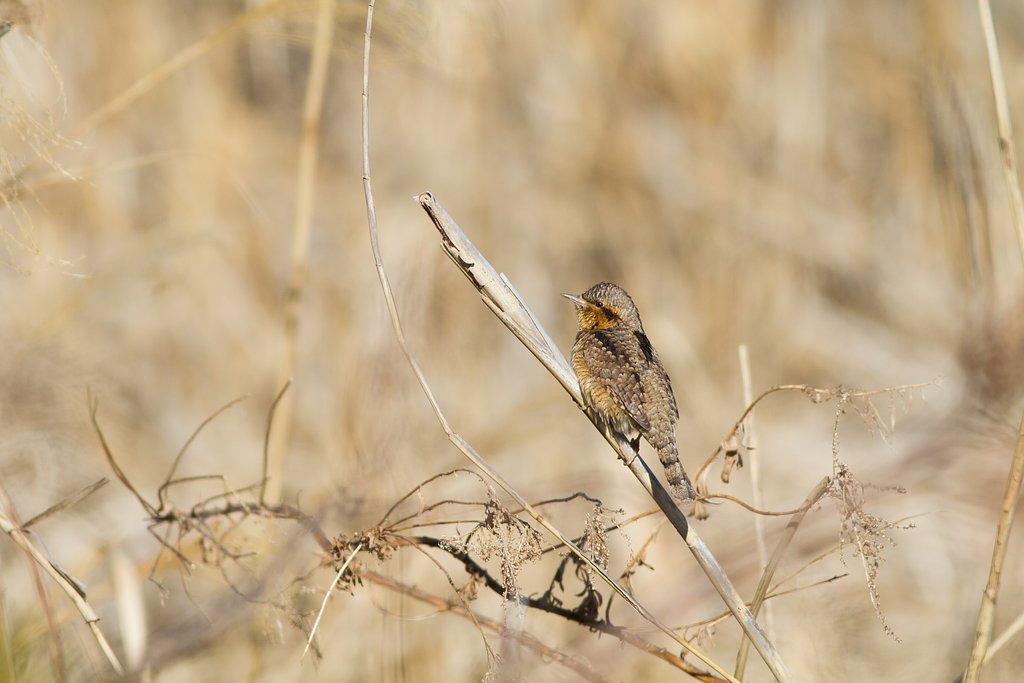 今日のアリスイ
