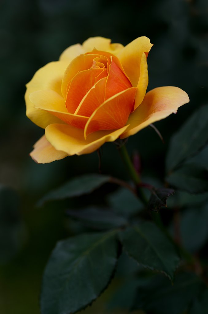 SIGMA MACRO 70mm F2.8