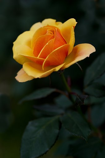 SIGMA MACRO 70mm F2.8