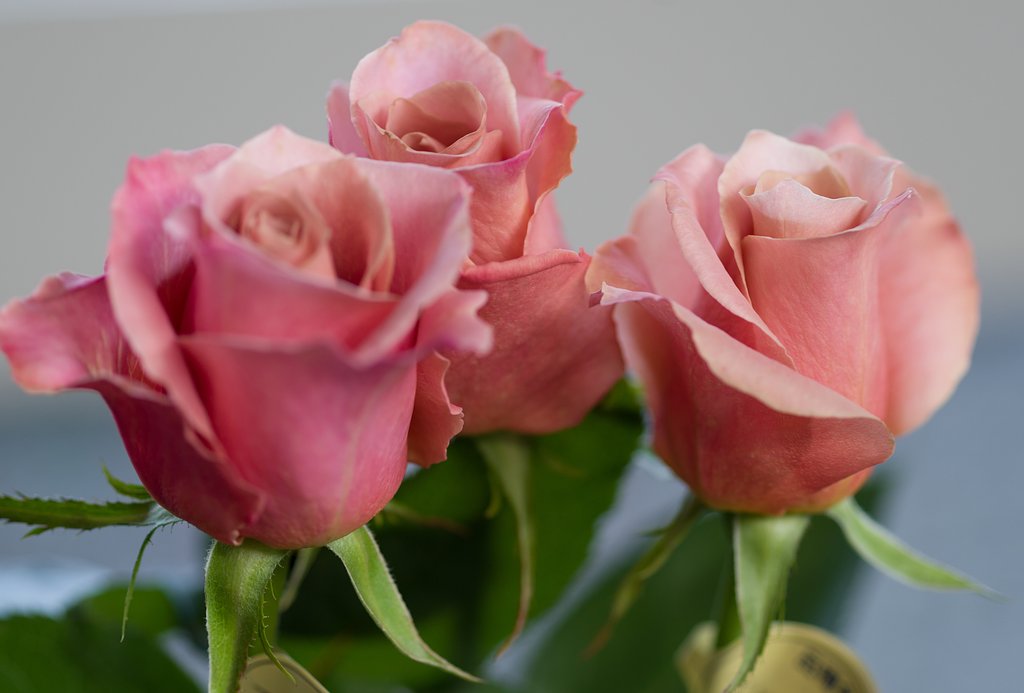 SIGMA MACRO 70mm F2.8