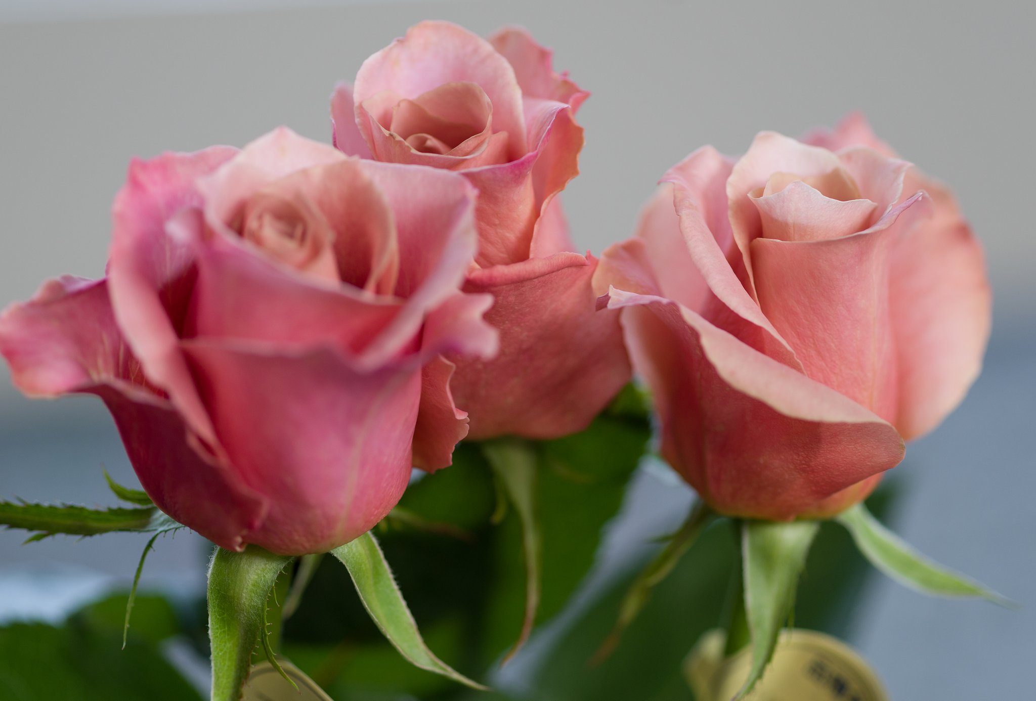 SIGMA MACRO 70mm F2.8