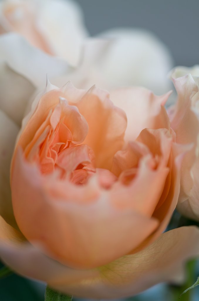 SIGMA MACRO 70mm F2.8