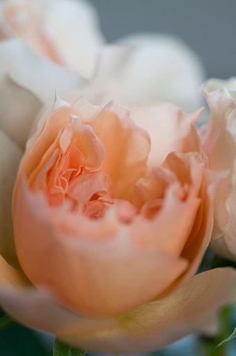 SIGMA MACRO 70mm F2.8
