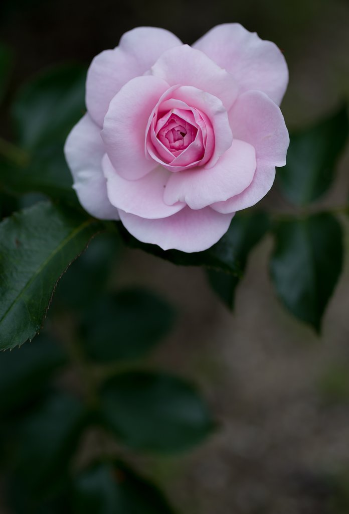 SIGMA MACRO 70mm F2.8