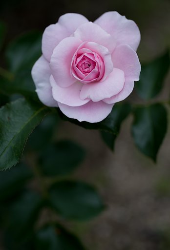 SIGMA MACRO 70mm F2.8