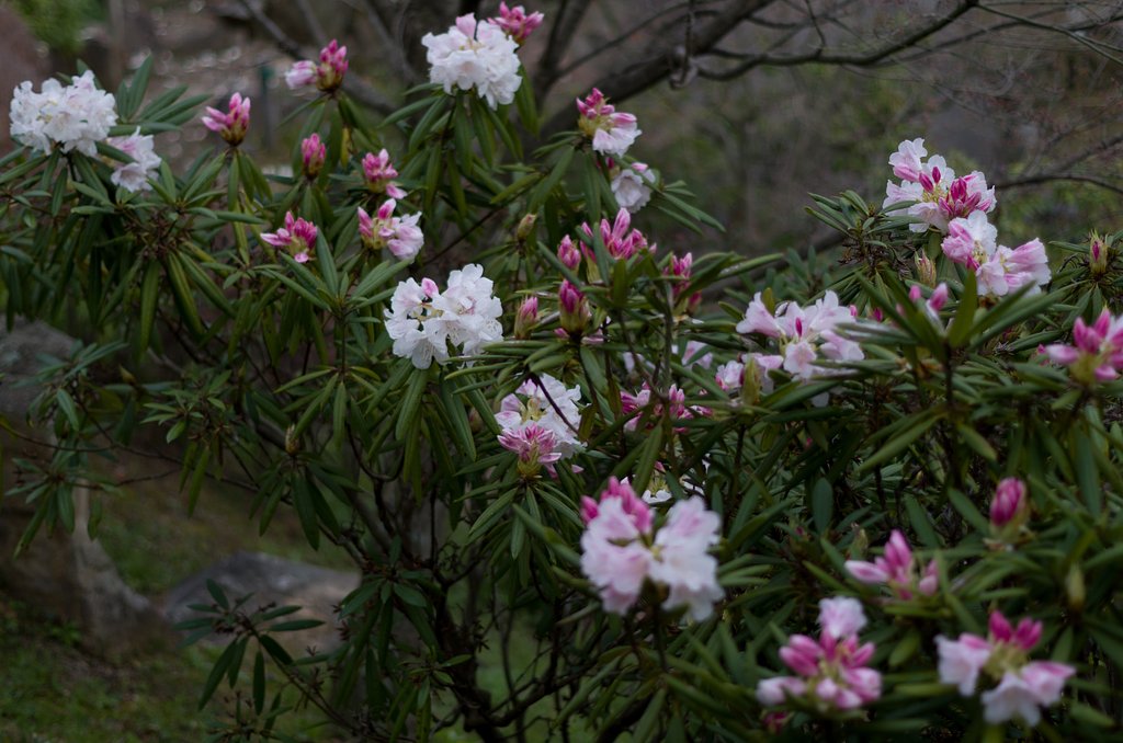 石楠花