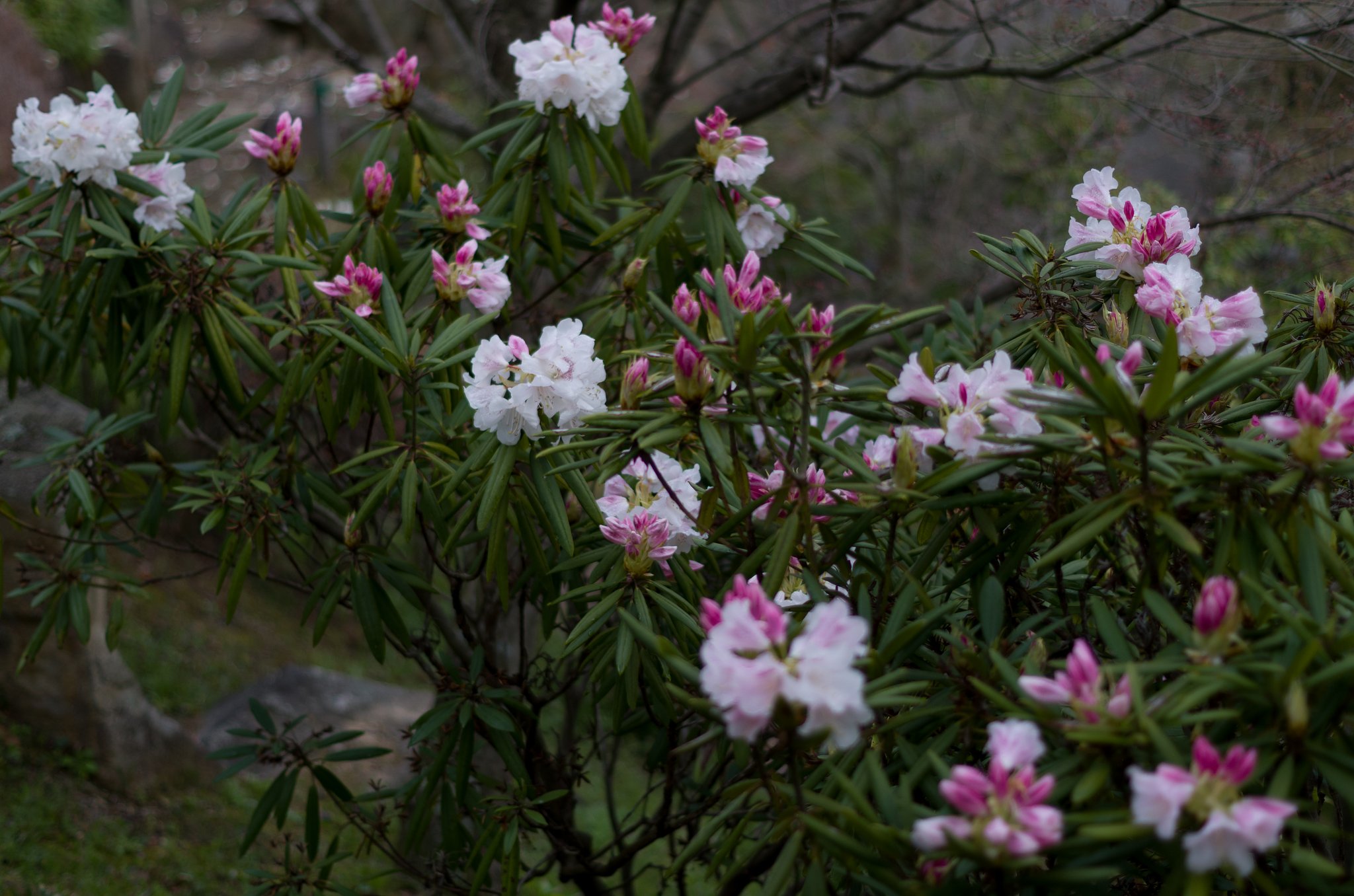 石楠花