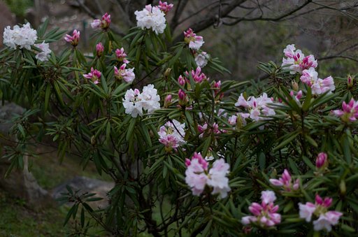 石楠花