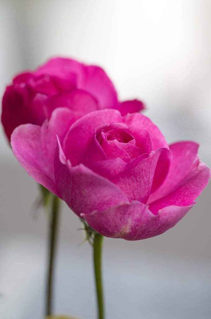 SIGMA MACRO 70mm F2.8