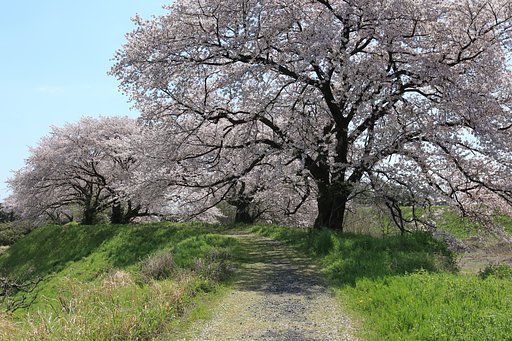 なんとか 間に合った花