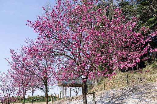 寒緋桜