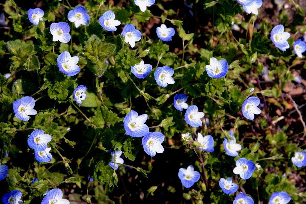 野の花