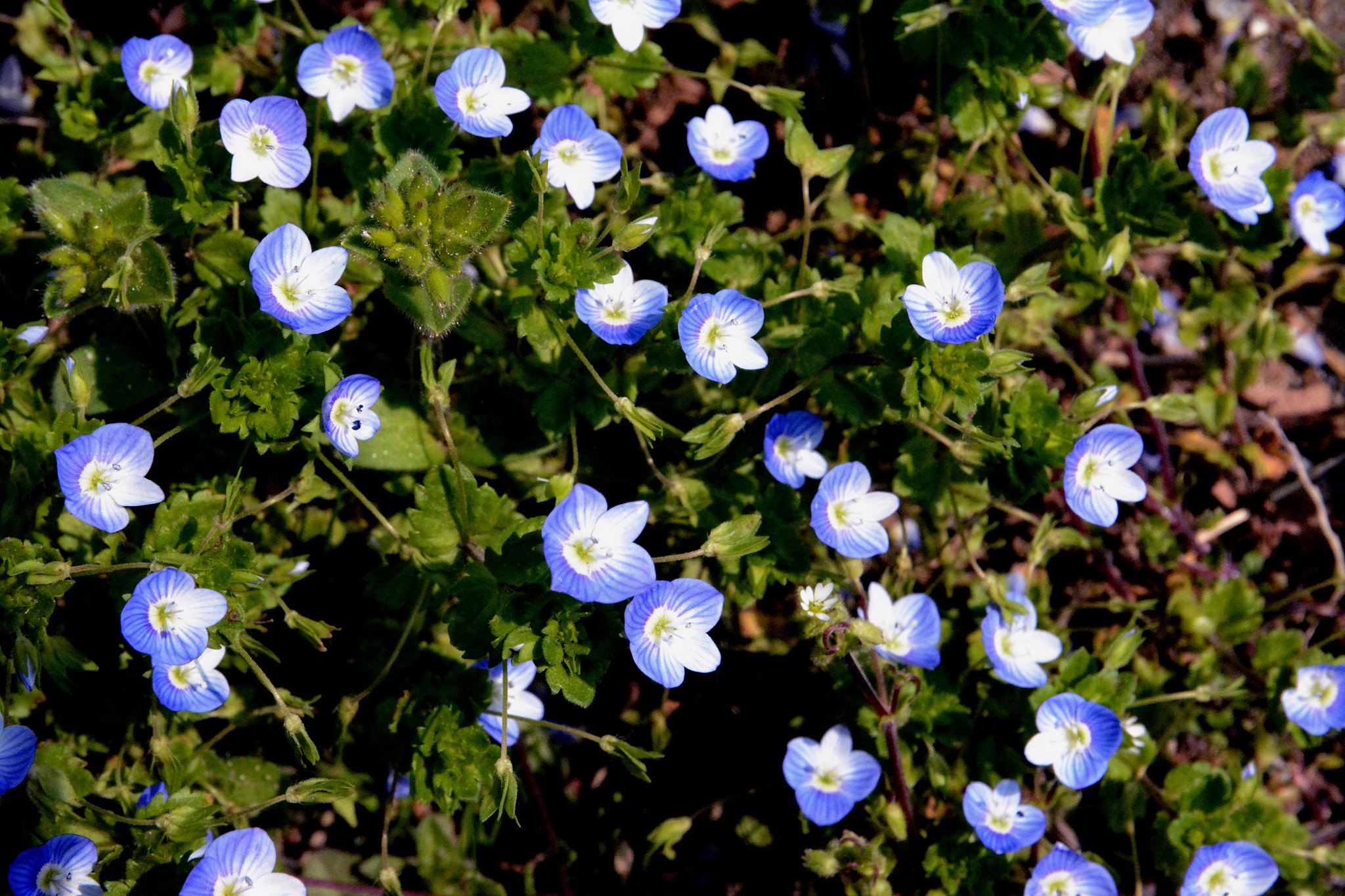 野の花