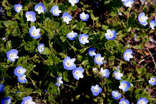野の花