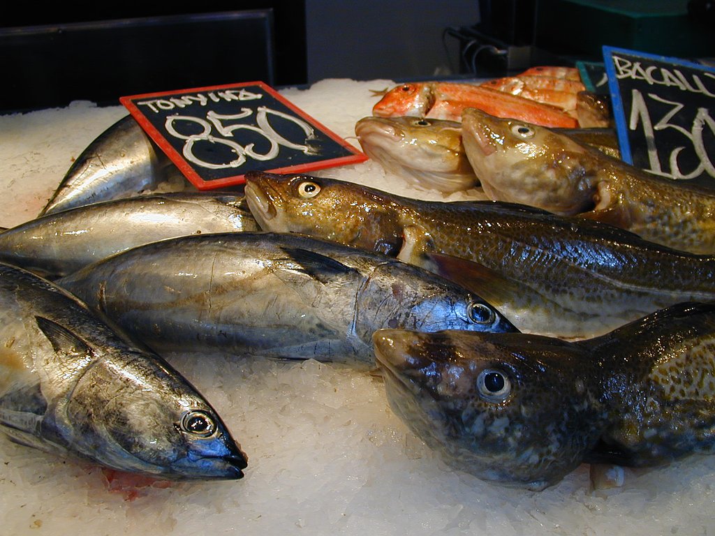 Portrait of the fish
