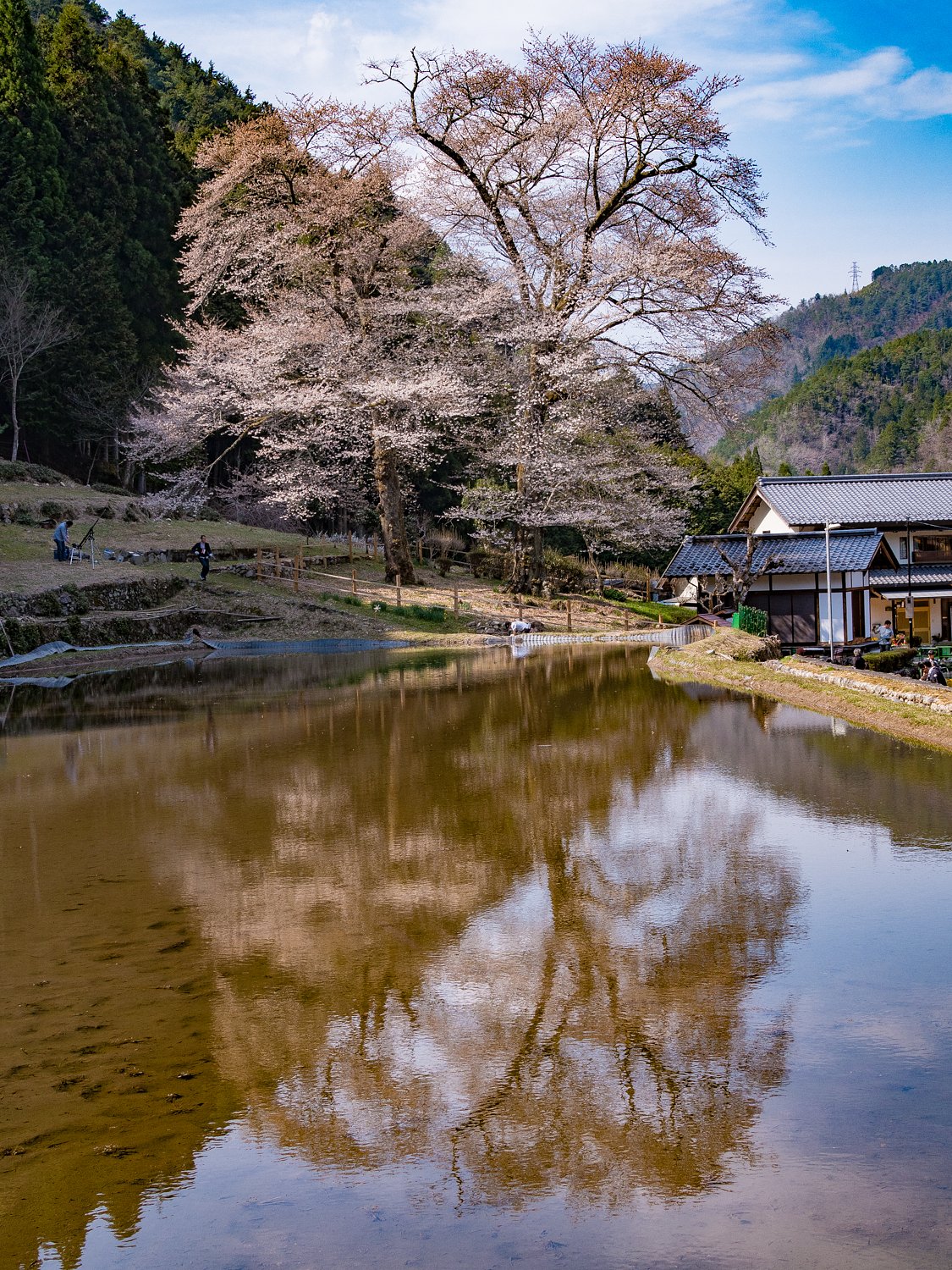 苗代桜