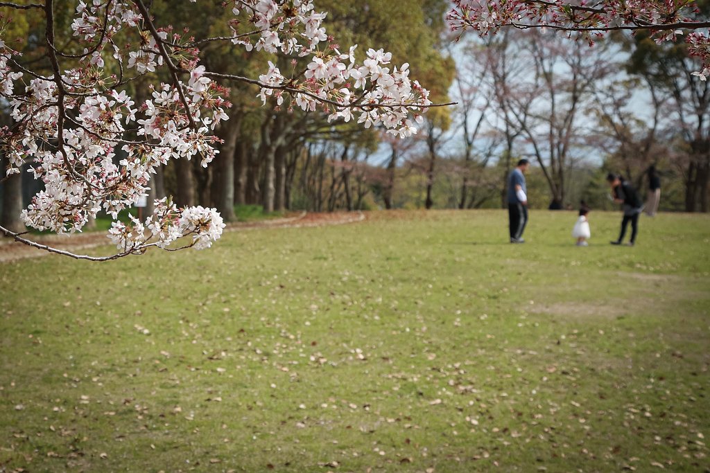 桜咲く公園