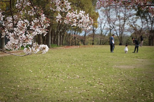 桜咲く公園