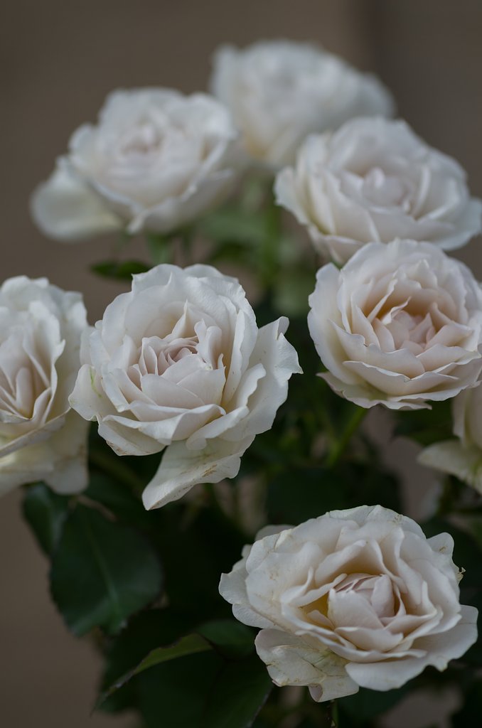 SIGMA MACRO 70mm F2.8