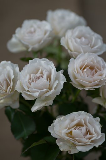 SIGMA MACRO 70mm F2.8