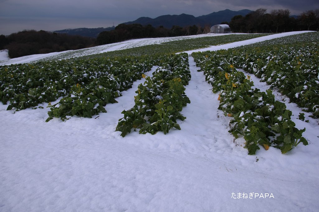 頑張る菜の花