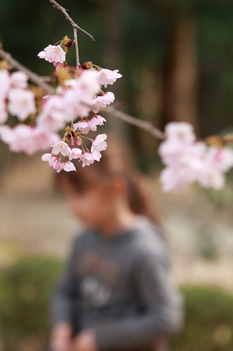 彼岸桜～少女の髪飾りに