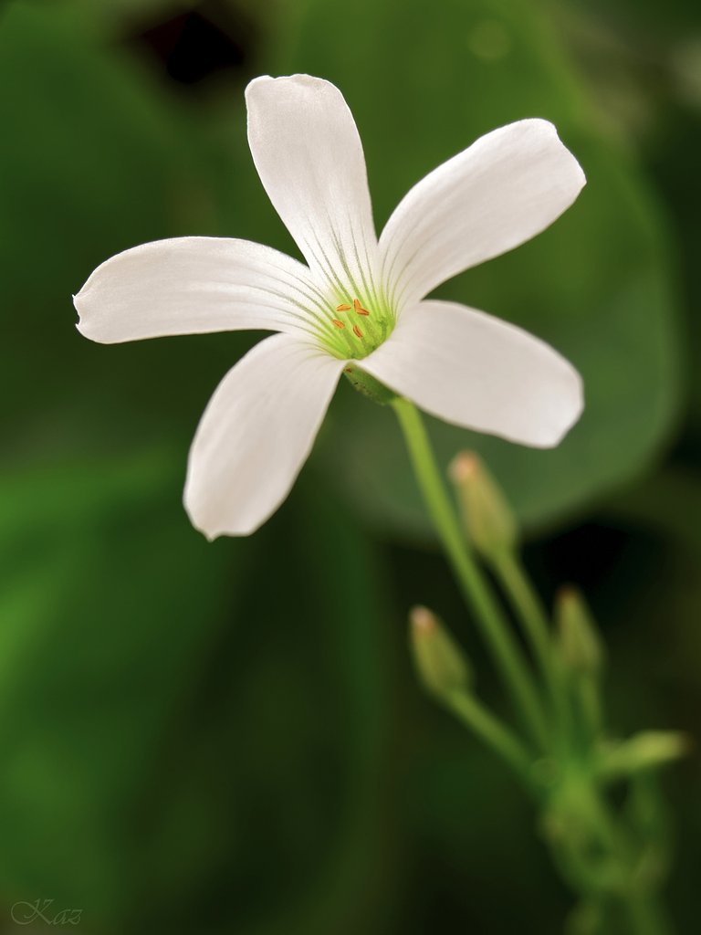 Shamrock