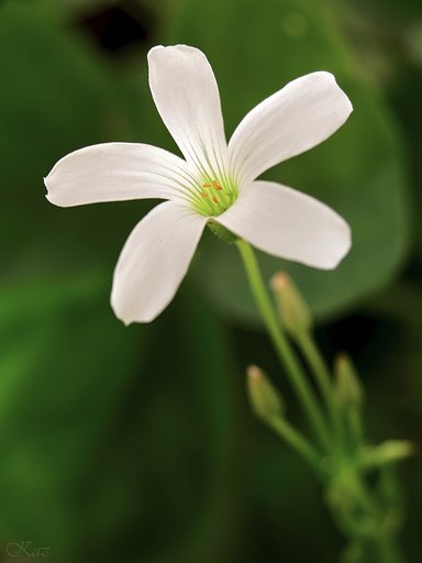 Shamrock