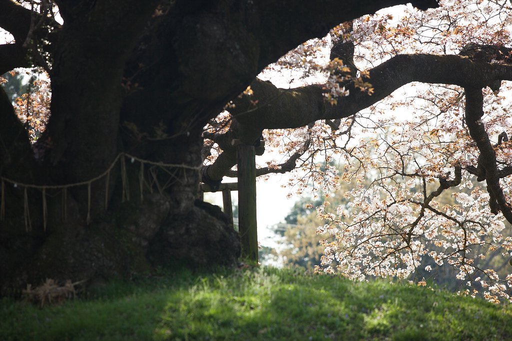 吉高の大桜
