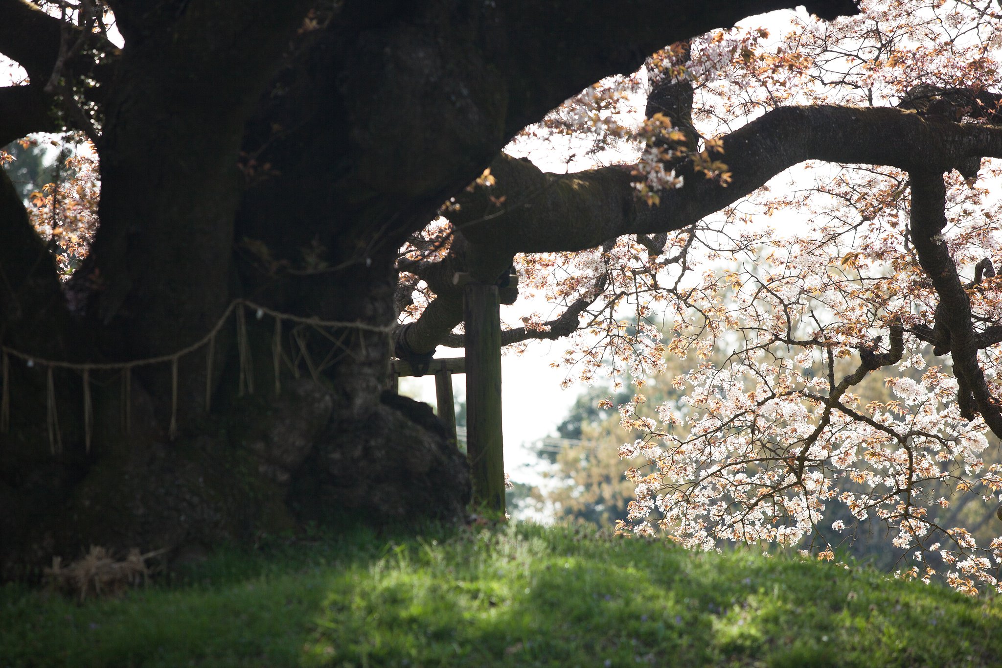 吉高の大桜