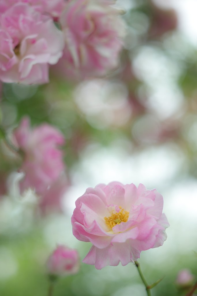 エルマー　65㎜F3.5