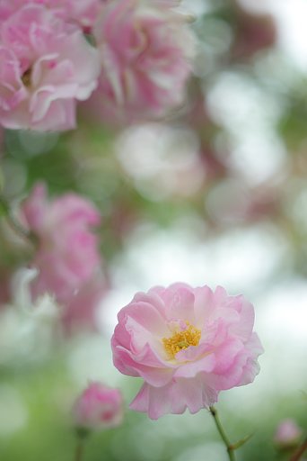 エルマー　65㎜F3.5